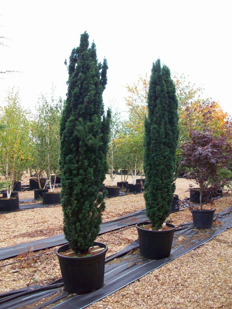 Taxus baccata Fastigiata 2,5-2,75m (1)