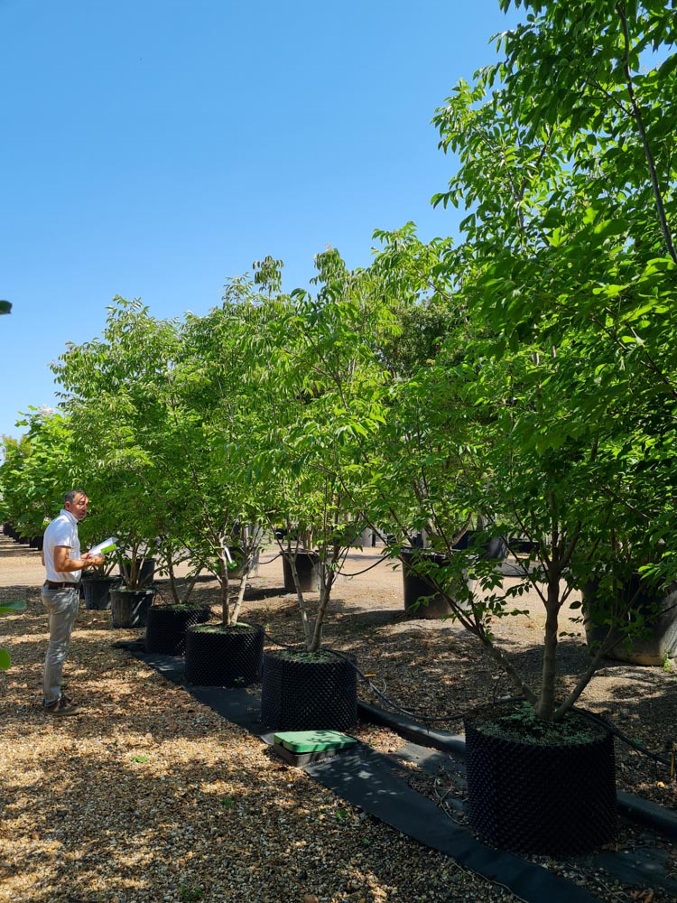 Tetradium danielli 3.0m Multistem