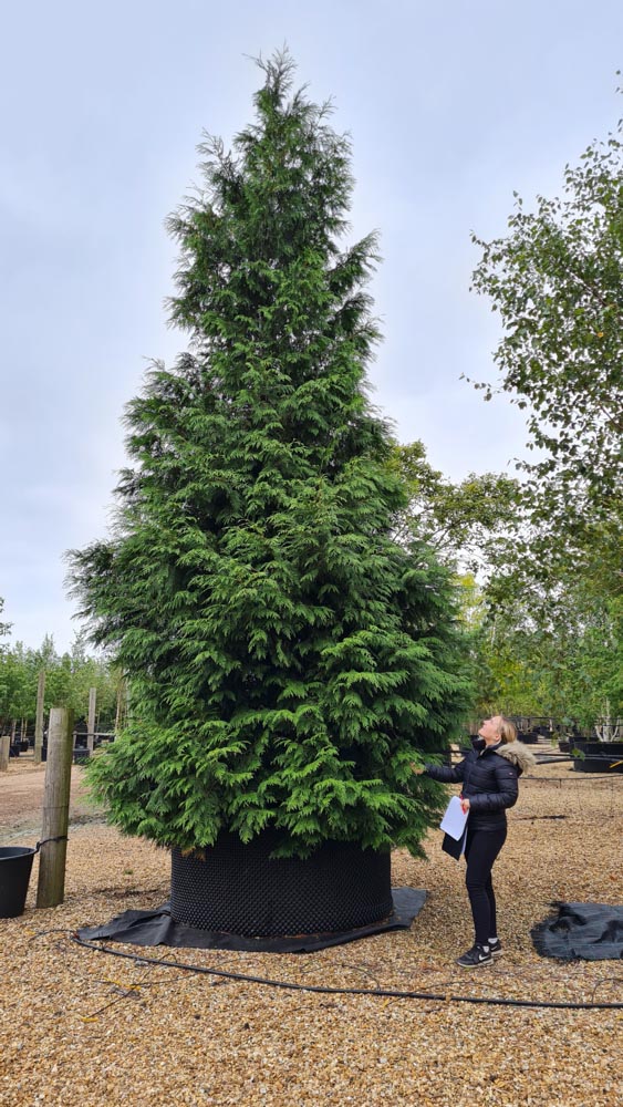 Thuja plicata 6.0-7.0m feathered