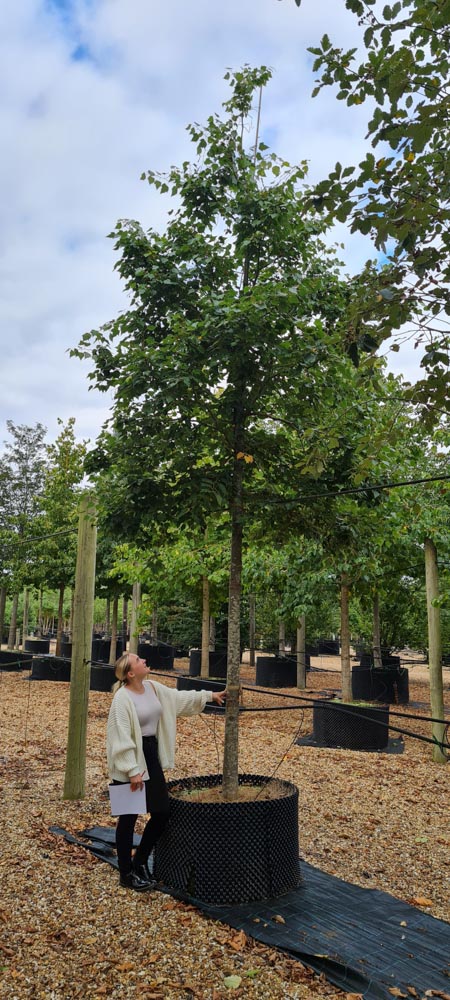 Tilia Mongolica 25-30_18