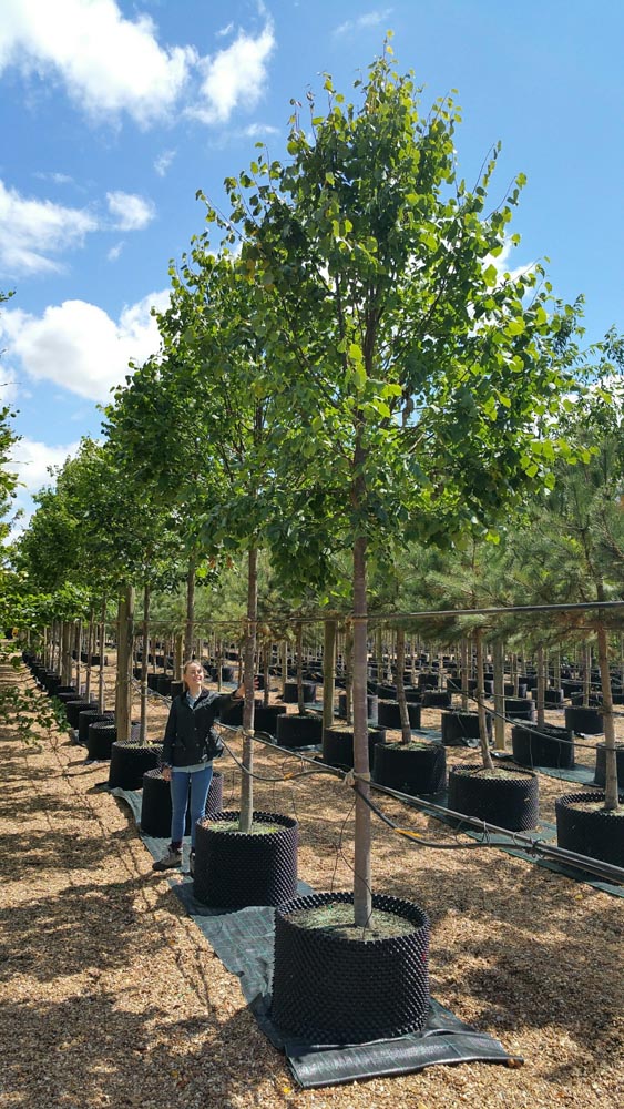 Tilia cordata Rancho Std CG 20-25