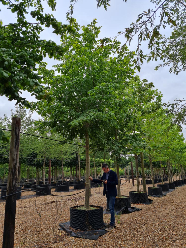 Tilia platyphyllos 30-40