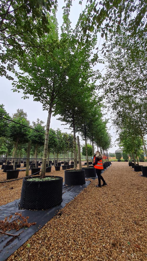 Ulmus hollandica Dodoens 35-40cm girth standard