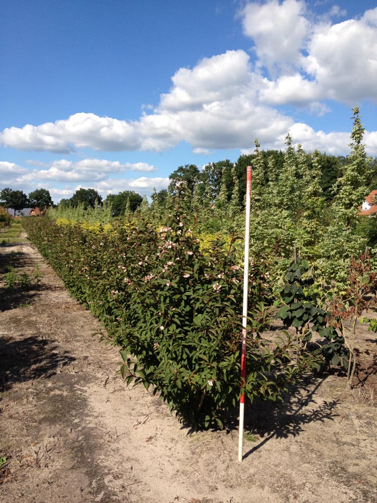 Viburnum bodnatense 'Dawn'