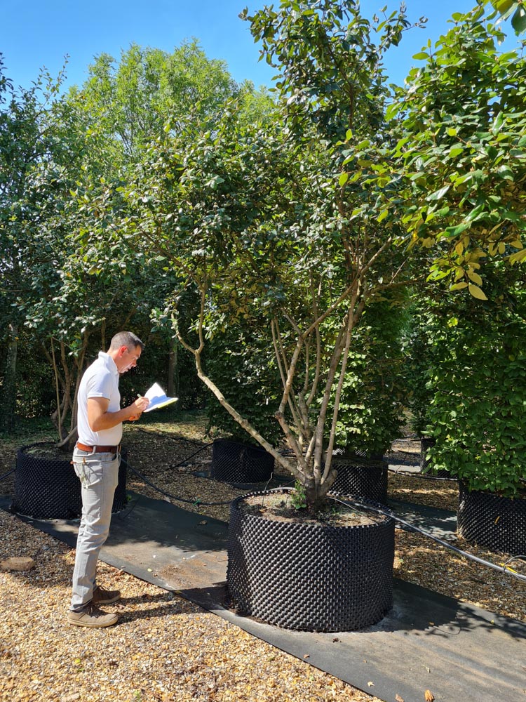 Viburnum burkwoodii 2.5-3m
