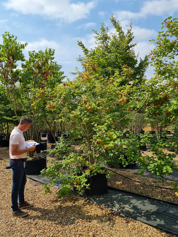 Viburnum opulus 2-3m
