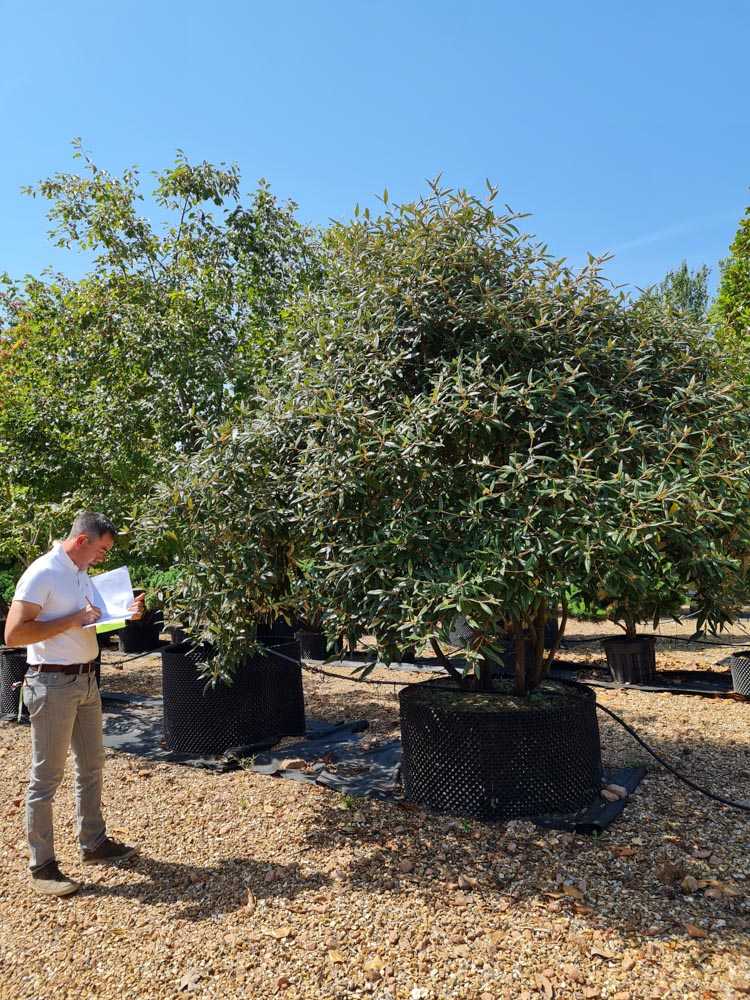 Viburnum pragense 2.5-3m Umbrella