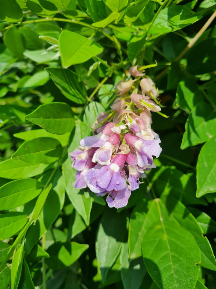 Wisteria sinensis Amethyst (2)