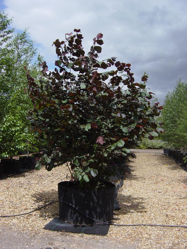 corylus max purpurea ..
