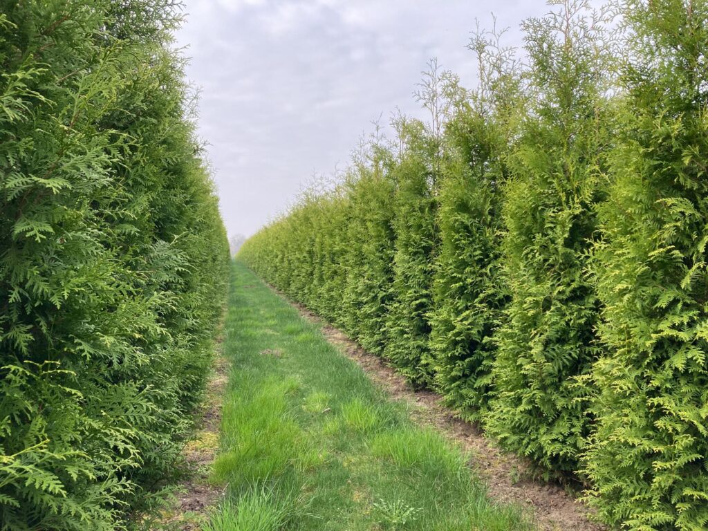 Hoe snel privacy met hoge hagen? Groeisnelheid, soorten en slimme keuzes