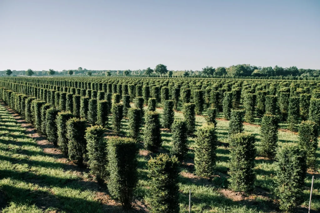 Verschil haagelementen en haagplanten